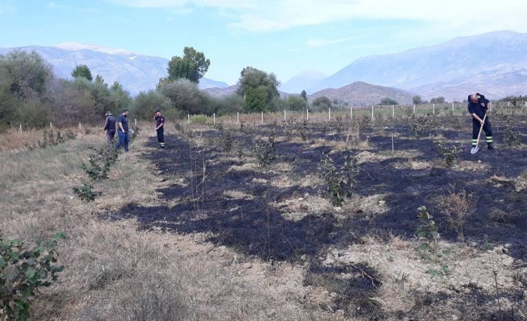 ZJARR NË FUSHËN E MASHKULLORËS/ Flakët djegin 250 rrënjë lajthi (FOTOT)