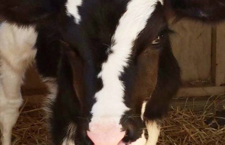 KUR EDHE LOPA E DO RONALDON/ Edhe Bardh e Zi, edhe me numrin 7! (FOTO)