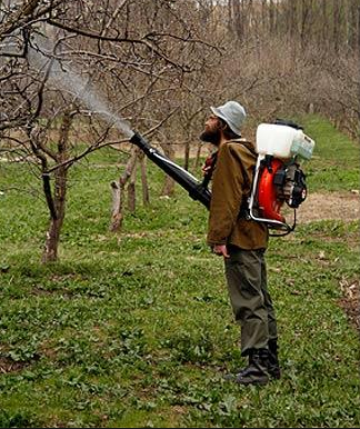 SHMANGET TRAGJEDIA/ Po spërkaste pemët, VETËHELMOHET 58 vjeçari në Shkodër