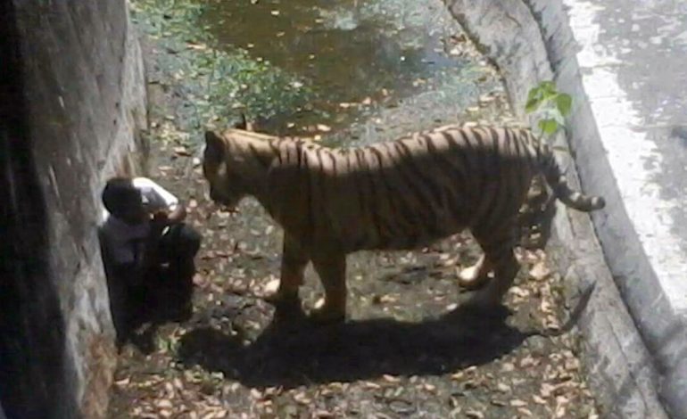 Kafaze për njerëzit në kopshte zoologjike