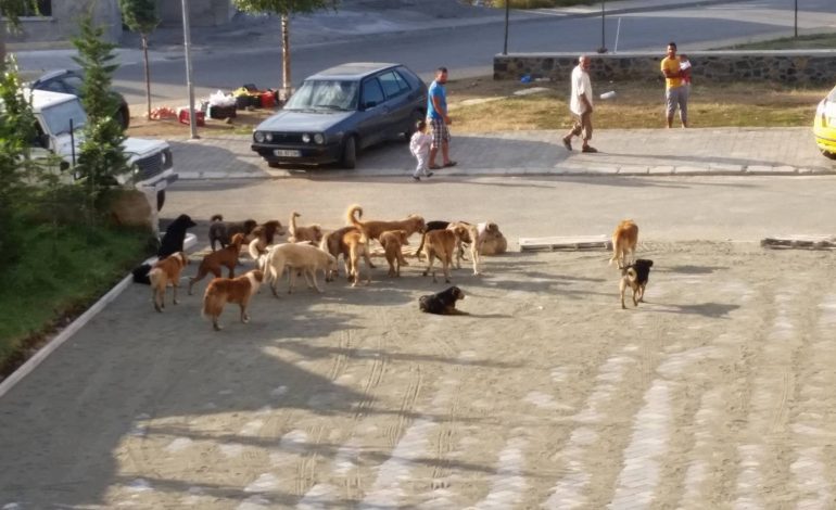 ÇMENDEN QENTË E RRUGËS NË FIER/ Sulmojnë qytetarët, dy përfundojnë në spital me plagë
