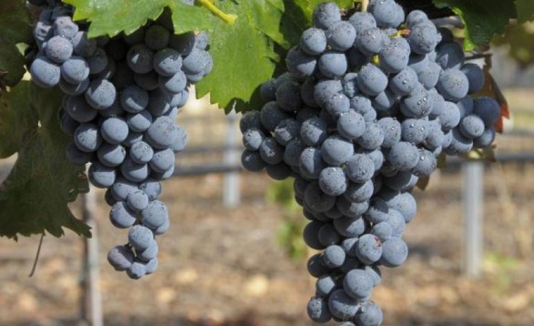 E DINIT? Ja kush na qënka fruti që shërben të humbisni 2kg në javë