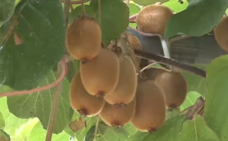 Njihuni me SHQIPTARIN që prodhon 10.000 kg kivi në Libohovë: Ju tregoj sekretin