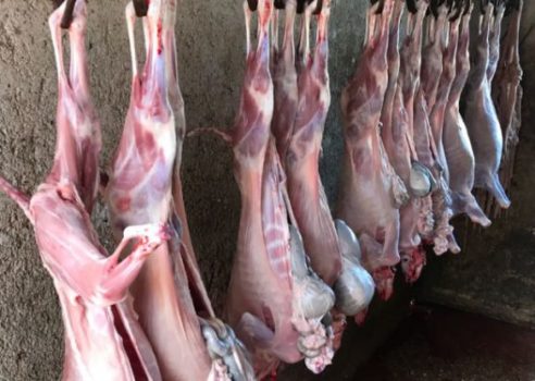KALONIN ME ÇERTIFIKAT FALSE/ Ja si hyjnë viçat të pa vaksinuar nga Maqedonia në doganën Shqiptare