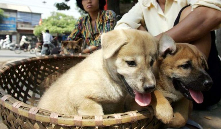 QEVERIA E VIETNAMIT/ Apel popullit: Mos hani mish qeni, mund të dëmtojë reputacionin e qytetit