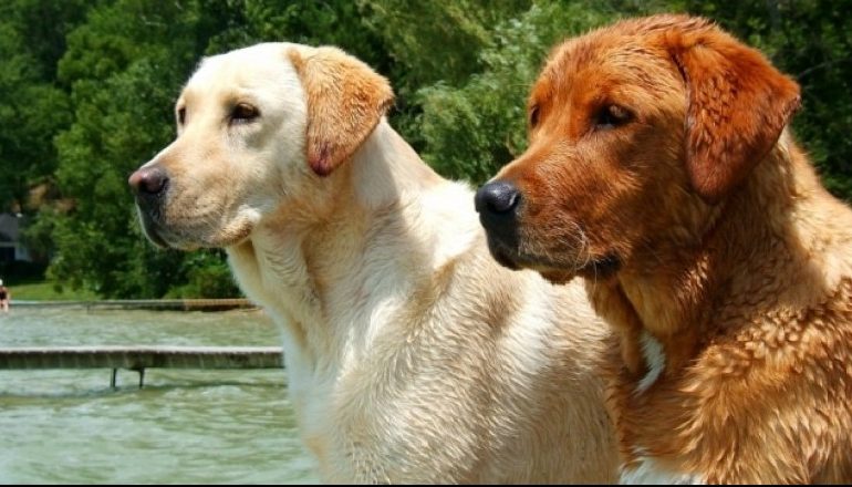 “MIKU MË I MIRË I NJERIUT”/ Ja si e dallojnë menjëherë qentë një person të keq
