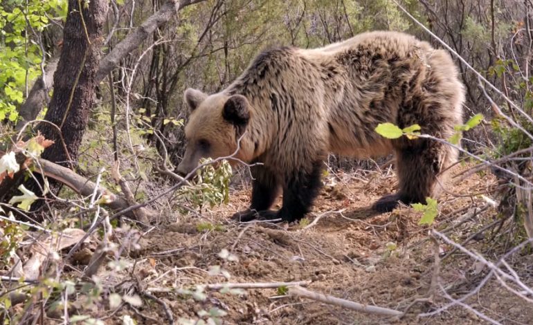 PAMJET E RRALLA/ Kamerat e TAP filmojnë arinj të murrmë, por nuk tregojnë vendndodhjen për t’i mbrojtur (FOTO+VIDEO)