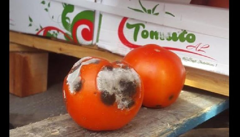 DOMATE TË KALBURA, ORIZ, KOKOSHKA DHE ÇOKOLLATË/ AKU bllokon 13.3 ton produkte të pasigurta