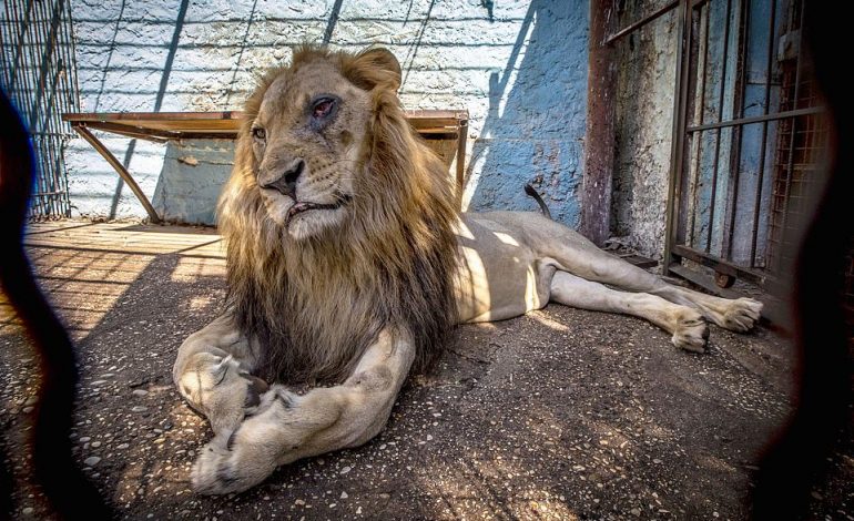 U DENONCUA NGA “DAILY MAIL”/ Shpëtohen kafshët e “Kopshtit Zoologjik të Ferrit”