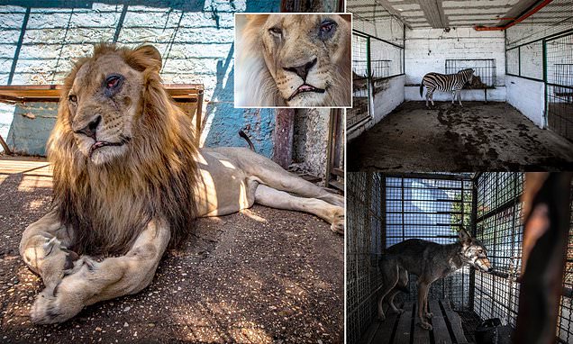 “SAFARI PARK ZOO”/ Pronarët sfidojnë shtetin, s’pranojnë të lirojnë kafshët, inspektori: Transferimi do bëhet sot!