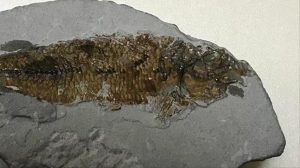 E RRALLË/ Gjendet fosilja 150 milionë-vjeçare e një peshku