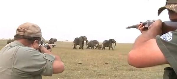 GJUETARËT QËLLOJNË ELEFANTIN/ Tufa kthehet për ti sulmuar (VIDEO)