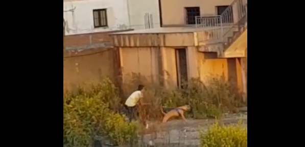 I RIU NGA KAMZA “DEL NGA BINARËT”/ Ngacmoi qenin e rrugëve dhe më pas i vërsul…(VIDEO)