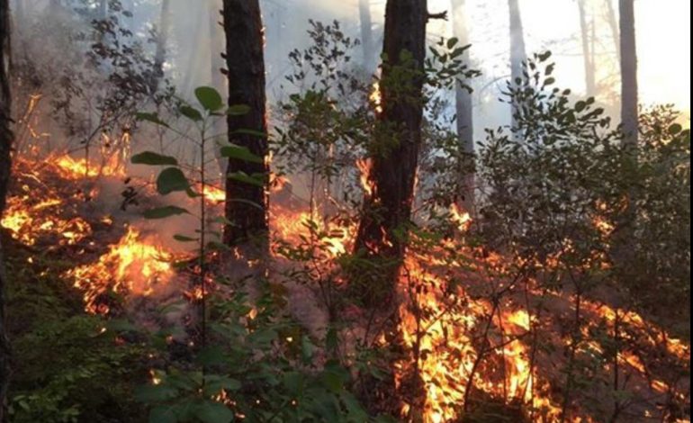 VIJOJNË VATRAT E ZJARRIT/ Flakët përfshijnë një hektarë me shkurre në Gramsh (FOTO)