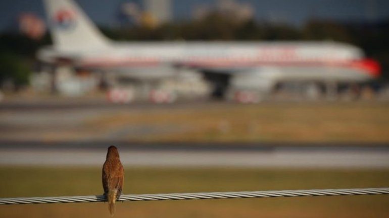 ZBULOHET E VËRTETA/ Ja përse zogjtë përplasen me motorin e majtë të avionëve