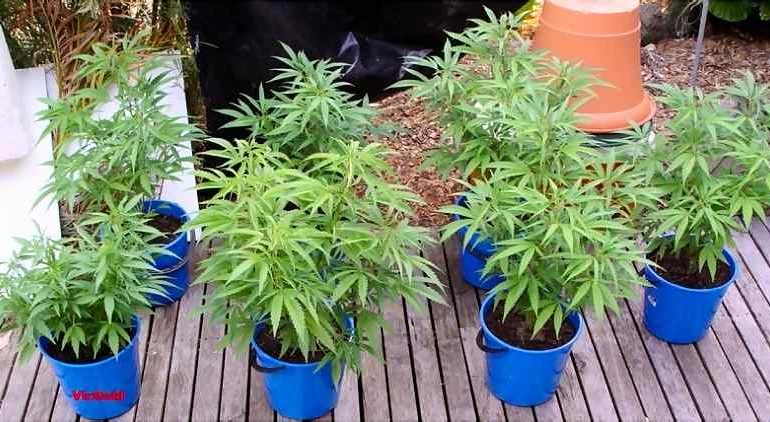 LEGALIZIMI I KANABISIT NË KANADA/ Studentët mësojnë kultivimin në vazo