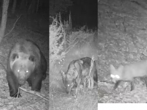“ARIU I MURRMË, MACE E EGËR, DHE DERR/ Ja çfarë kanë kapur kamerat-kurth në Parkun e Tomorrit (VIDEO)