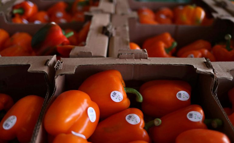 “NGA SHQIPËRIA NË PIRE”/ Kapen në Greqi 708 kilogramë speca me pesticide