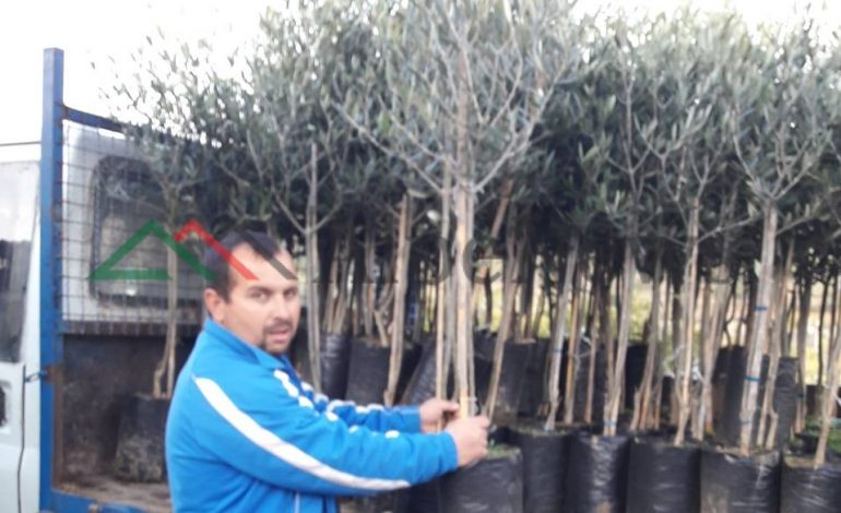 U VRA PARA BANESËS/ Kush është QEMAL ALLA, ish kryeplaku i fshatit në Lushnje (FOTO)