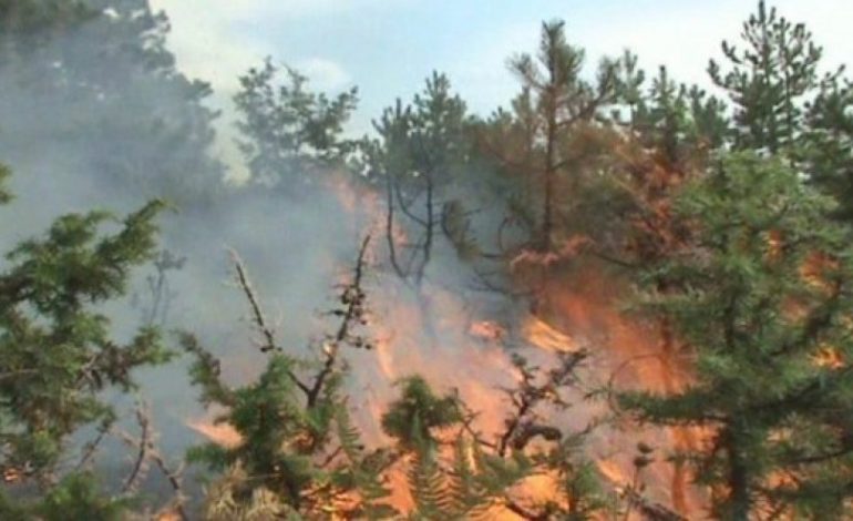 ZJARR NË DURRËS/ Flakët favorizohen nga era dhe përfshijnë dy hektarë pisha e shkurre (FOTO+VIDEO)