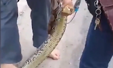 E PABESUESHME/ Zbulon një gjarpër 2 metra të gjatë brenda murit të shtëpisë (VIDEO)