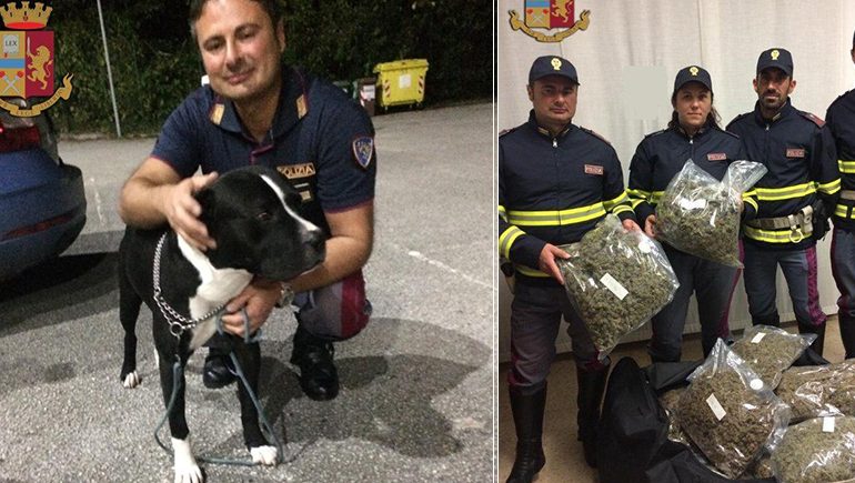 ME 250 MIJË EURO DROGË DHE SKENA SI NË FILMA/ 23 vjeçari shqiptar përdor pitbullin si “mburojë”!