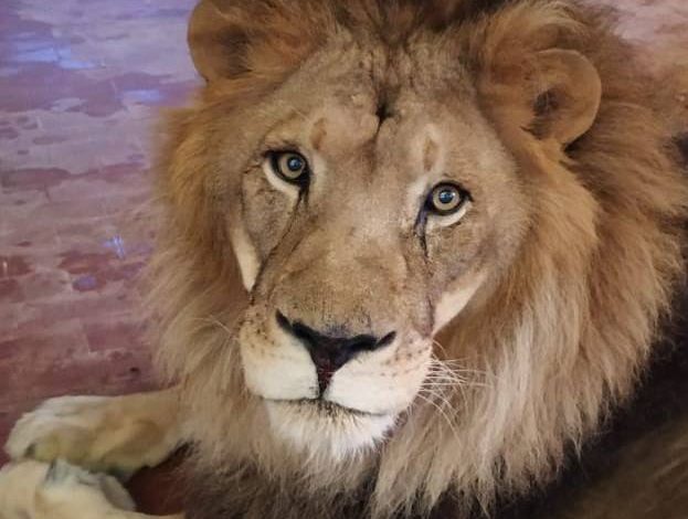 LAJM I MIRË/ Luanët e shpëtuar nga “Safari Park” nisen drejt Holandës