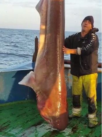 “3.85 METRA I GJATË”/ E rrallë, kapet peshkaqeni 400 kg në Durrës (VIDEO)