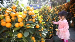 Koreja e Jugut dhuratë për Kim Jong Un, në shenjë miqësie i dërgon 200 tonë… mandarina