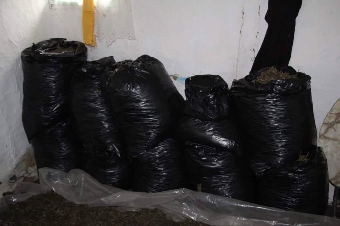 E FUNDIT/ Kapen 100 kg KANABIS në Gjirokastër. Kapet 22 vjeçari (EMRI)
