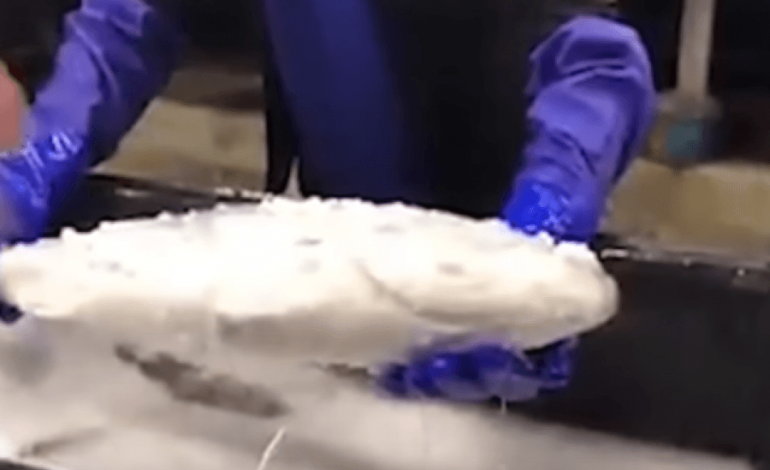 SHKENCËTARËT BËJNË MREKULLINË/ Risjellin në jetë peshkun e ngrirë për vdekje (VIDEO)