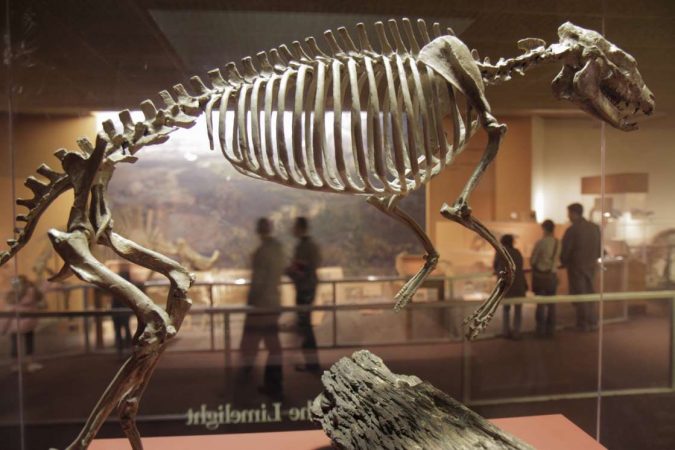 E PABESUESHME/ Zbulohet dinozauri gjigant në Rusi