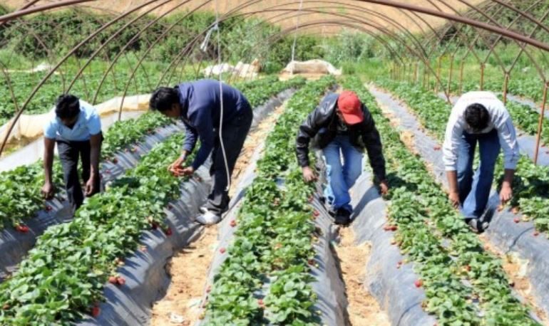 DALIN SHIFRAT/ Shqiptarët grupi më i madh i emigrantëve ndodhen në Kretë