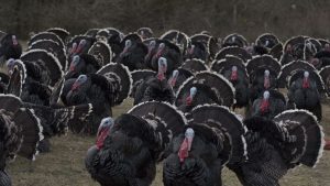 DENONCIMET E ÇUDITSHME/ Shtohen hajdutët e pulave dhe gjelave për festa