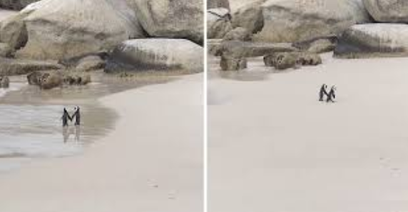 DO T‘JU ËMBËLSOHET DITA/ Çifi i pinguinve kapet në një moment romantik