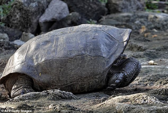 BESOHEJ SE ISHTE ZHDUKUR/ Lajmi i mirë për këtë breshkë gjigante pas 100 vjetësh