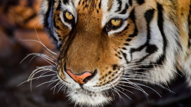 PO TYMOSTE KANABIS/ Tronditet kur sheh tigrin para syve. Më vonë…