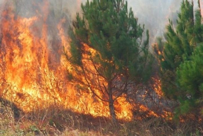 NDODH NË MEMALIAJ/ Përfshihet nga zjarri sipërfaqja me barishte. Dyshohet se…