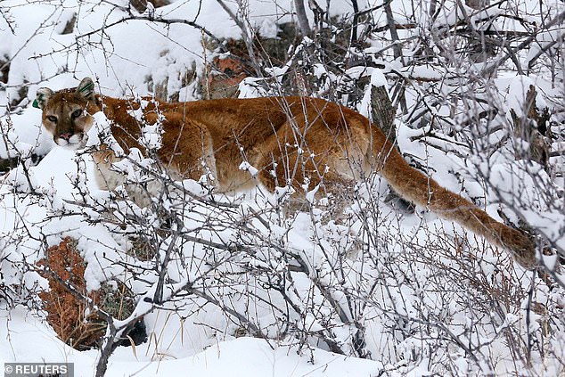 PËRLESHJE VDEKJEPRURËSE/ Ja si e pësoi luani nga alpinisti në kushtet…
