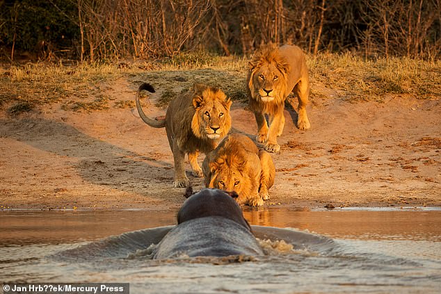 "ZOTËRIM TERRITORI"/ Hipopotami gjigand del nga uji, luanët...  (FOTOT)