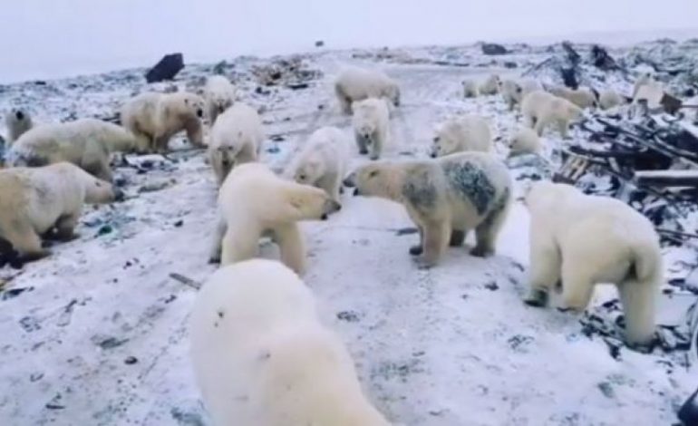 SHPALLET GJENDJA EMERGJENTE/ Arinjtë polarë “pushtojnë” ishujt ruse
