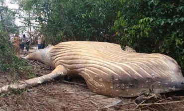 E PAZAKONTË/ Një balenë rreth 8 metra gjendet në një pyll në Brazil