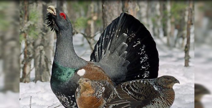 ISHTE DREJT ZHDUKJES/ Moratoriumi i gjuetisë: Rikthehet gjeli i egër në parkun…