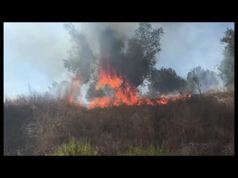 ZJARR NË MALLAKASTËR/ Marrin flakë dhjetëra rrënjë ullinjsh