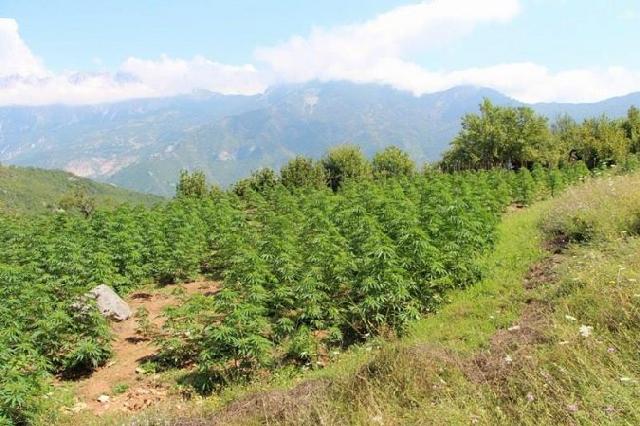 4 VITE NË KËRKIM/ Si e pësoi kultivuesi i drogës në Lezhë pasi… (EMRI)