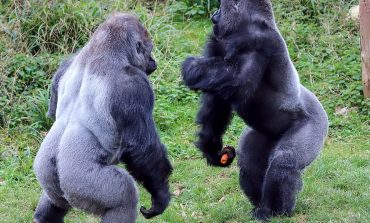 "MOS U BËJ KOPRAC"/ Kur gorilla i “lutet” gorillës për një… karrotë