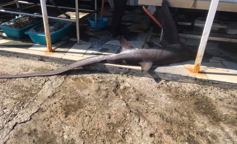 SPECIE E RRALLË PËR UJËRAT TONA/ Peshkaqeni bishtdhelbër në rrjetën e peshkatarëve në Vlorë (FOTO)