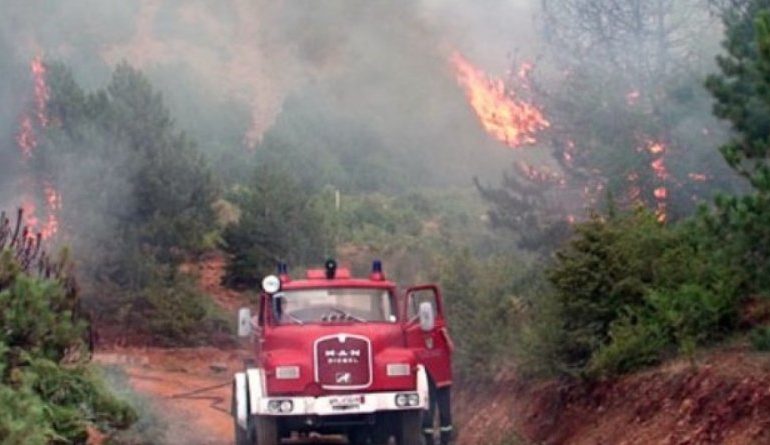DY ORË ZJARR NË LUSHNJË/ Digjen 15 hektarë ullishte, por SHPËTON…