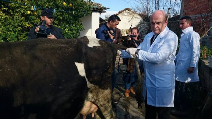 I NGORDHI LOPA/ Edmond Panariti i premtoi lopë të re, por… nuk e ka marrë kurrë