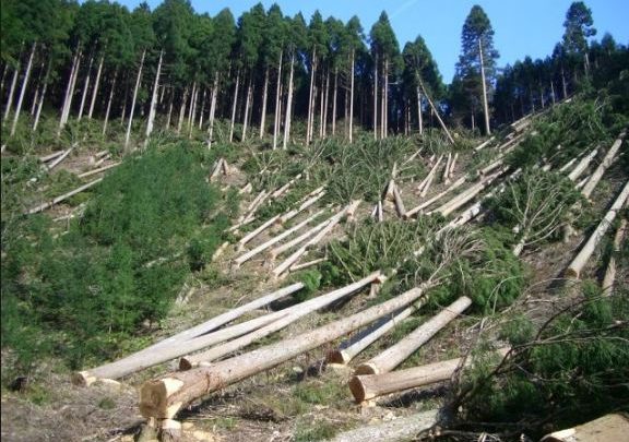 MASAKRA GLOBALE/ Shqipëria një ndër 4 rajonet përgjegjëse për…